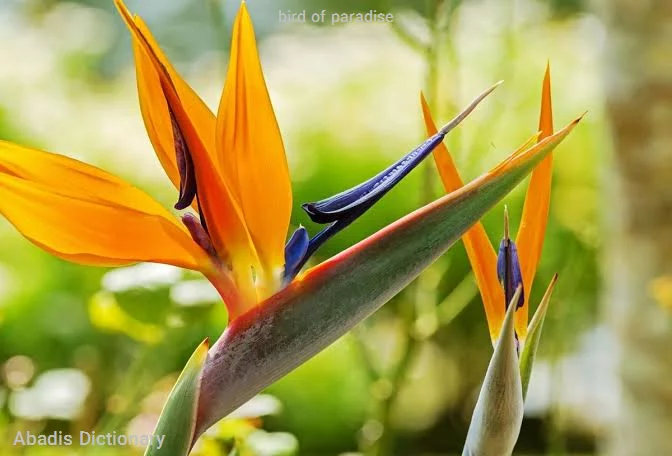 bird of paradise